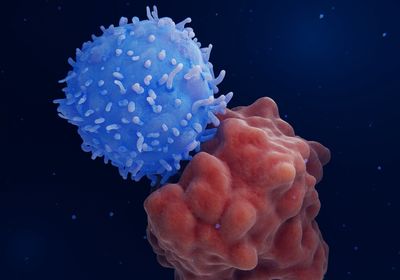 illustration of T cell attached to protein