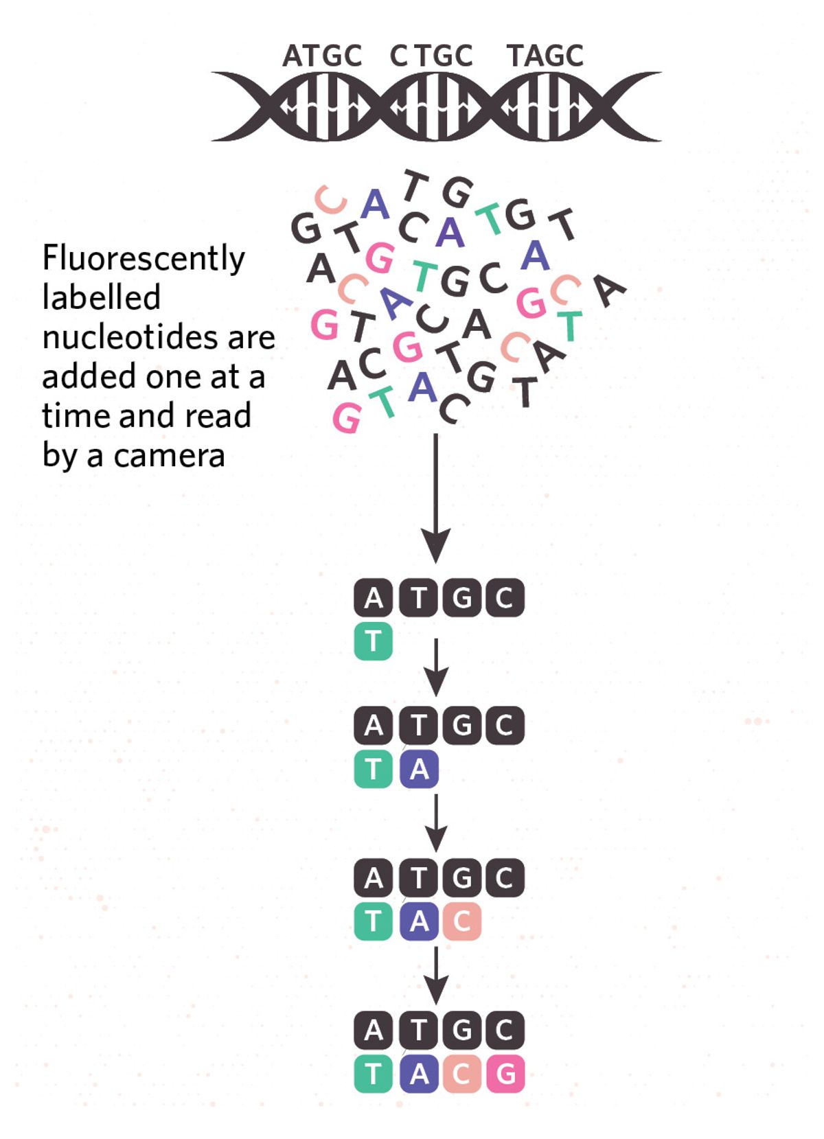 Illustration showing sequencing by synthesis