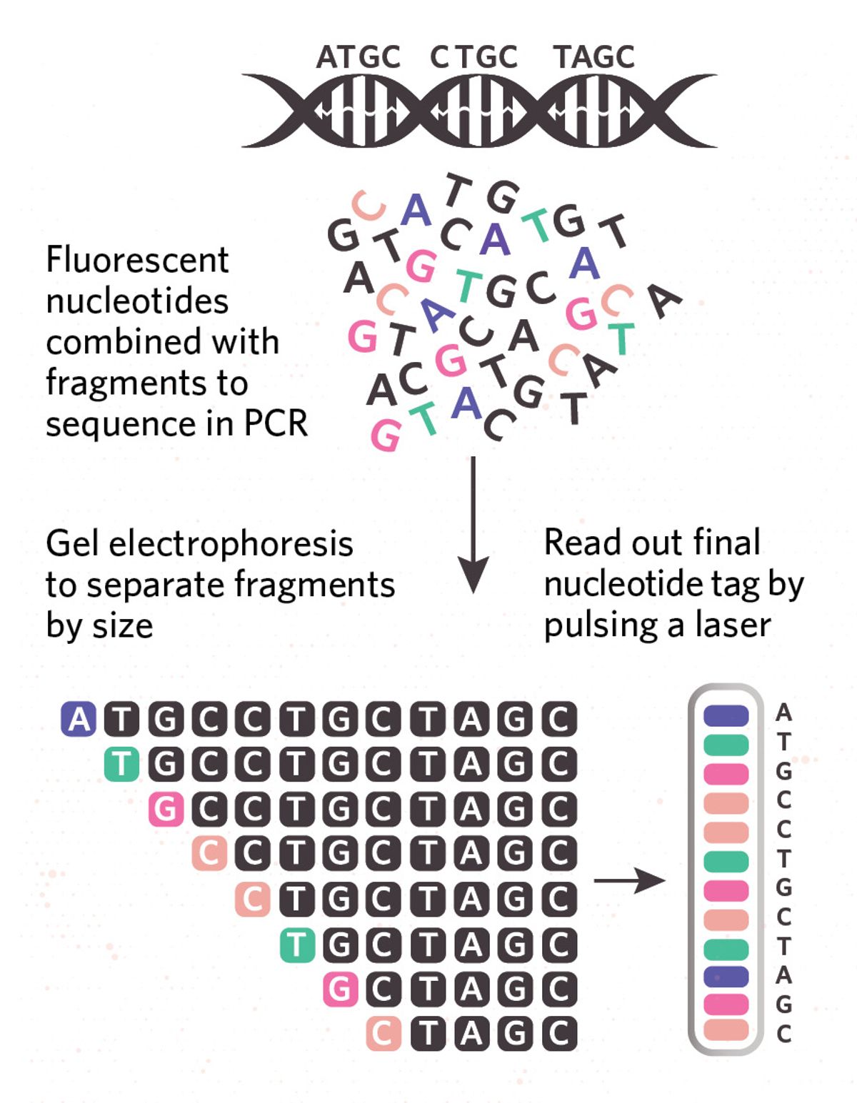 Illustration showing sanger sequencing