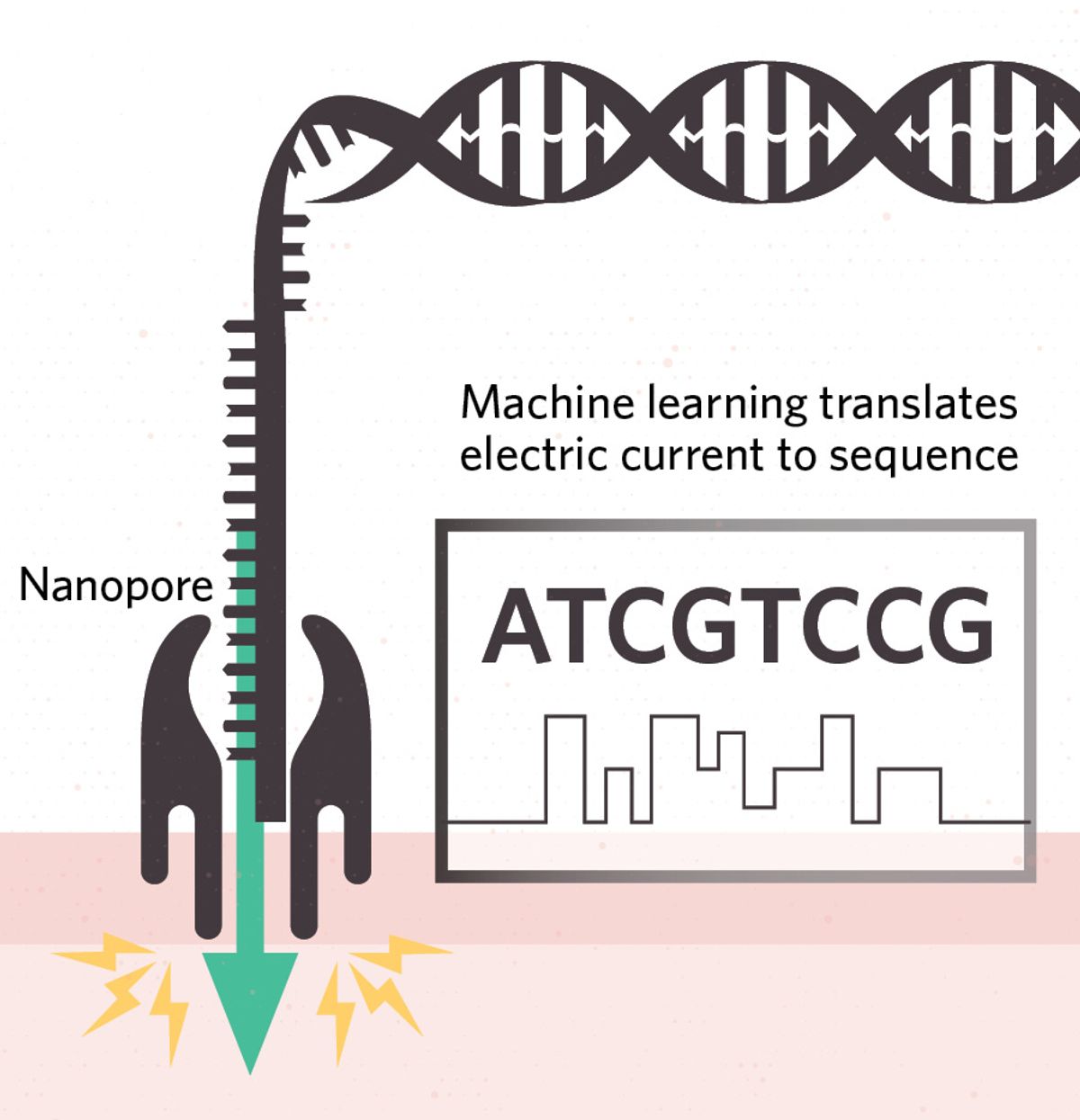 Illustration showing nanopore sequencing