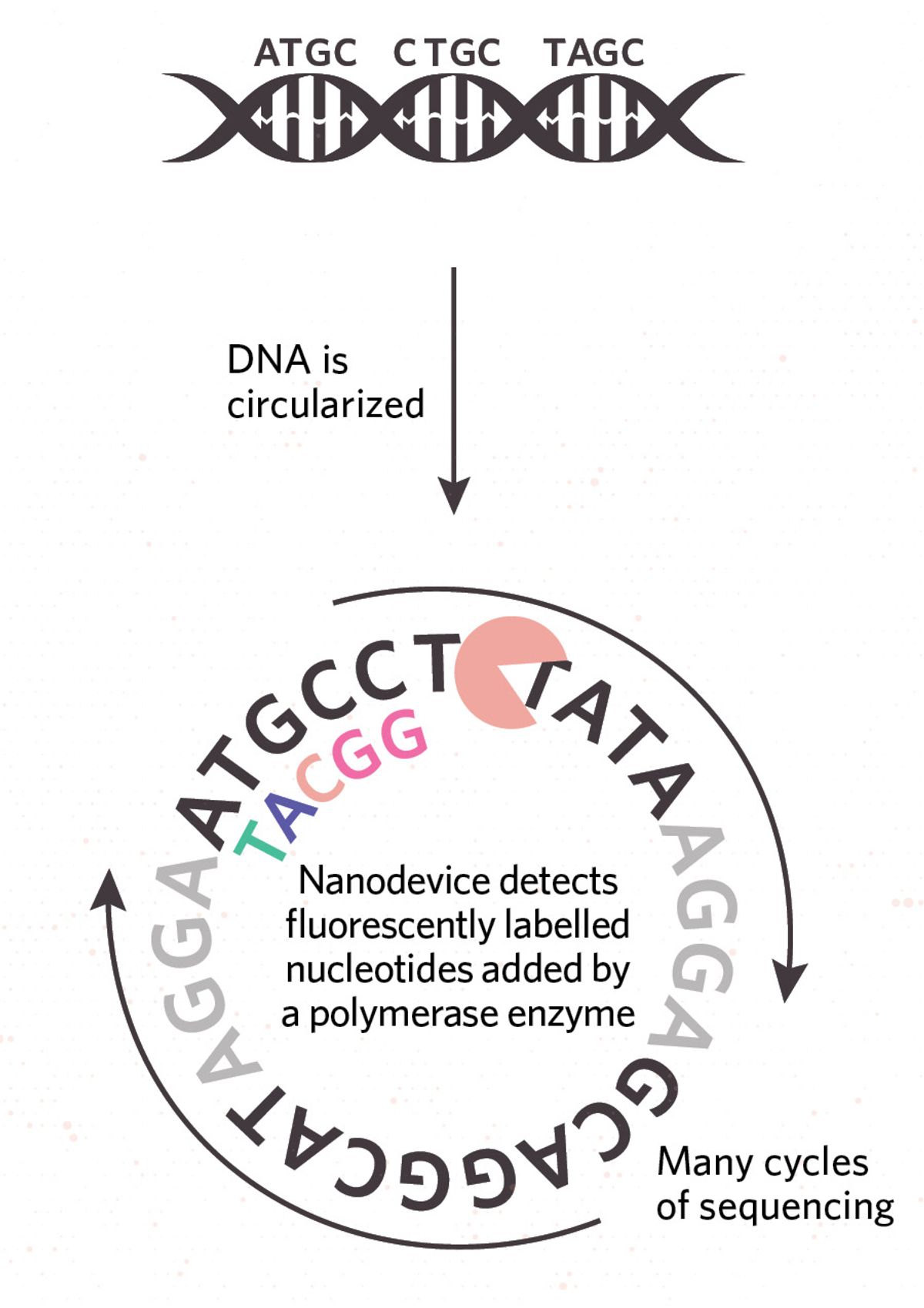 Illustration showing high-fidelity sequencing