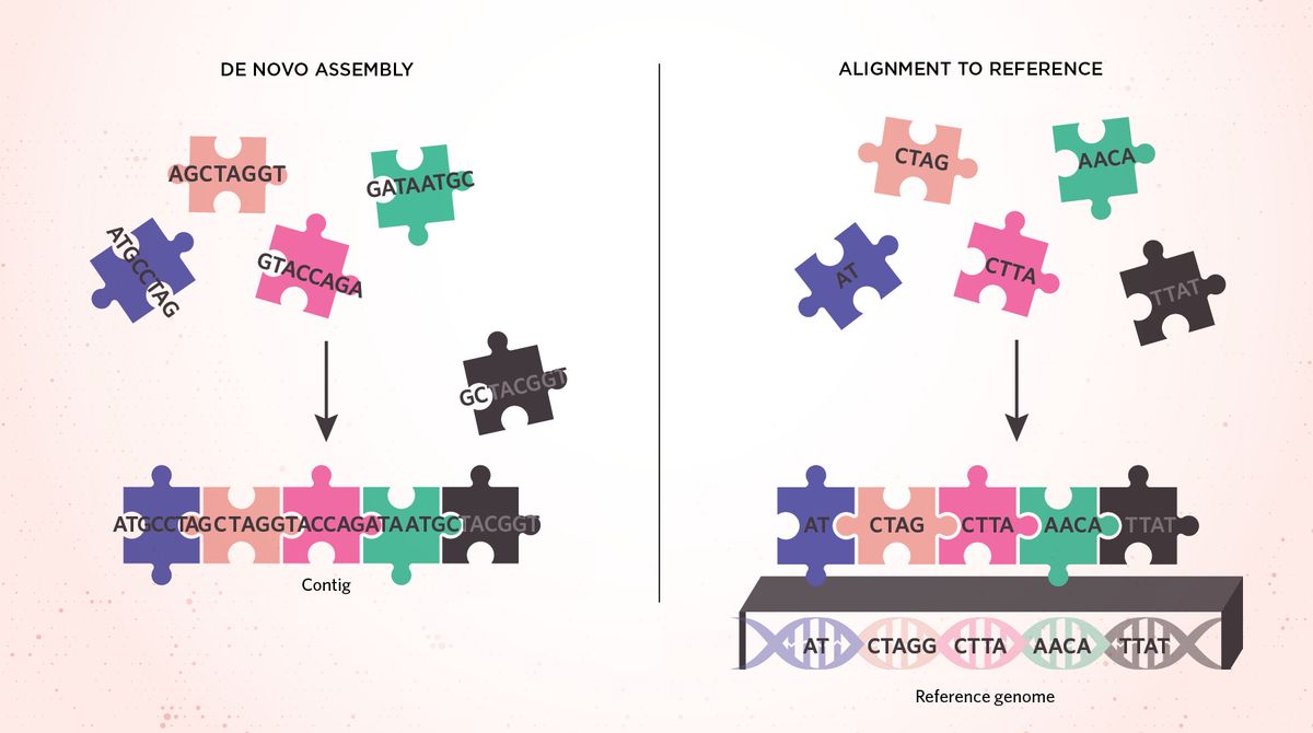 Infographic comparing assembly versus alignment