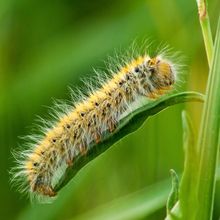 A yellow, hairy caterpillar is sitting on a green leaf off a thin plant stem.