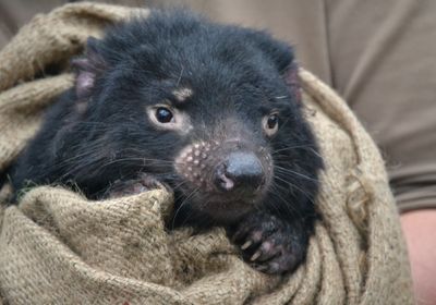 Tasmanian devil wrapped in blanket