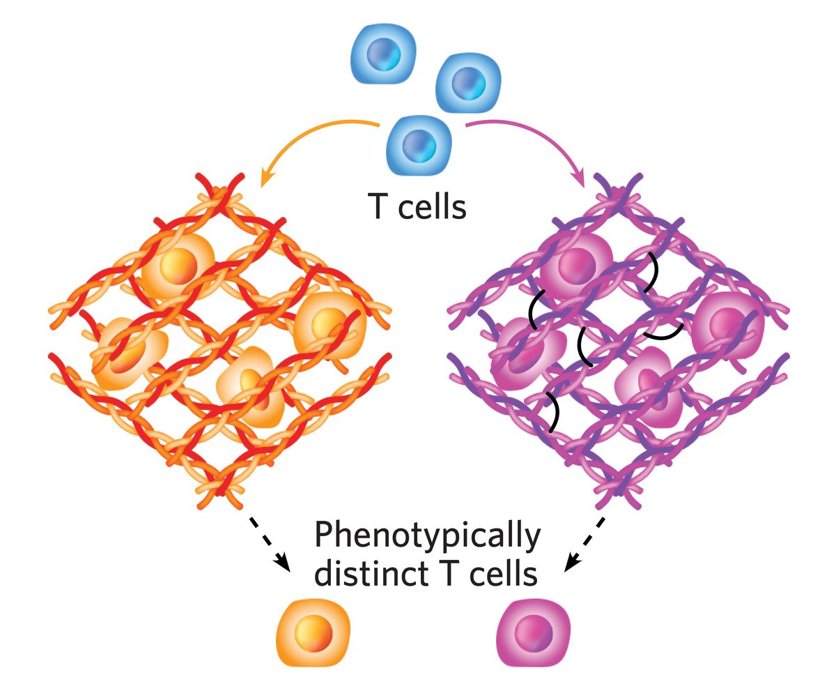 Schematic showing blue cells moving through either an orange matrix to make orange cells or a purple matrix with black lines to make make purple cells.