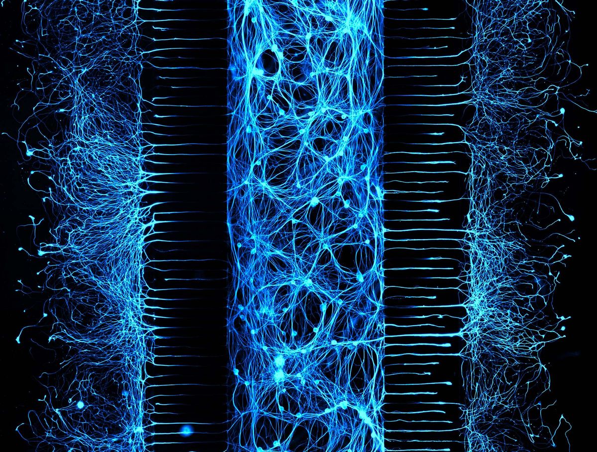 Fluorescently labeled neuron cell bodies in blue in the center compartment of a three-compartment microfluidic chamber grow through tiny grooves to enter the left and the right chambers, where they extend axons fibers, also shown in blue.