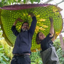 Two researchers hold up giant waterlily