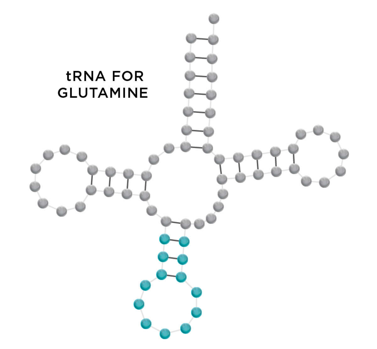Illustration of tRNA for Glutamine