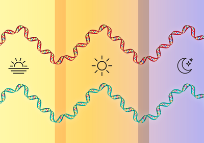 The figure shows two waves made of DNA double helixes representing gene expression changes in the malaria parasite and its human host. These changes reveal a synchronization between parasite and host.