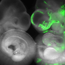 On the left is a normally developing mouse embryo, on the right is a slightly larger mouse embryo that also contains horse cells that glow green.