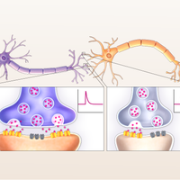 Infographic: A New Model of Synapse Strength