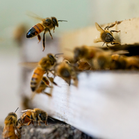 Honeybee Microbes Shape the Colony&rsquo;s Social Behavior