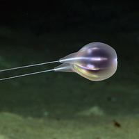 Deep-Sea Jelly Reignites Debate on Remote Species Identification 