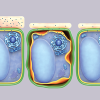 Infographic: A Plant Cell&rsquo;s Cuticle Helps Regulate Toxic Chemical Accumulation