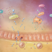 Infographic: Trans-kingdom Interactions in the Gut