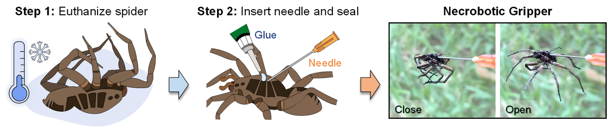 Image shows the process followed by researchers to use a dead spider as a gripper.