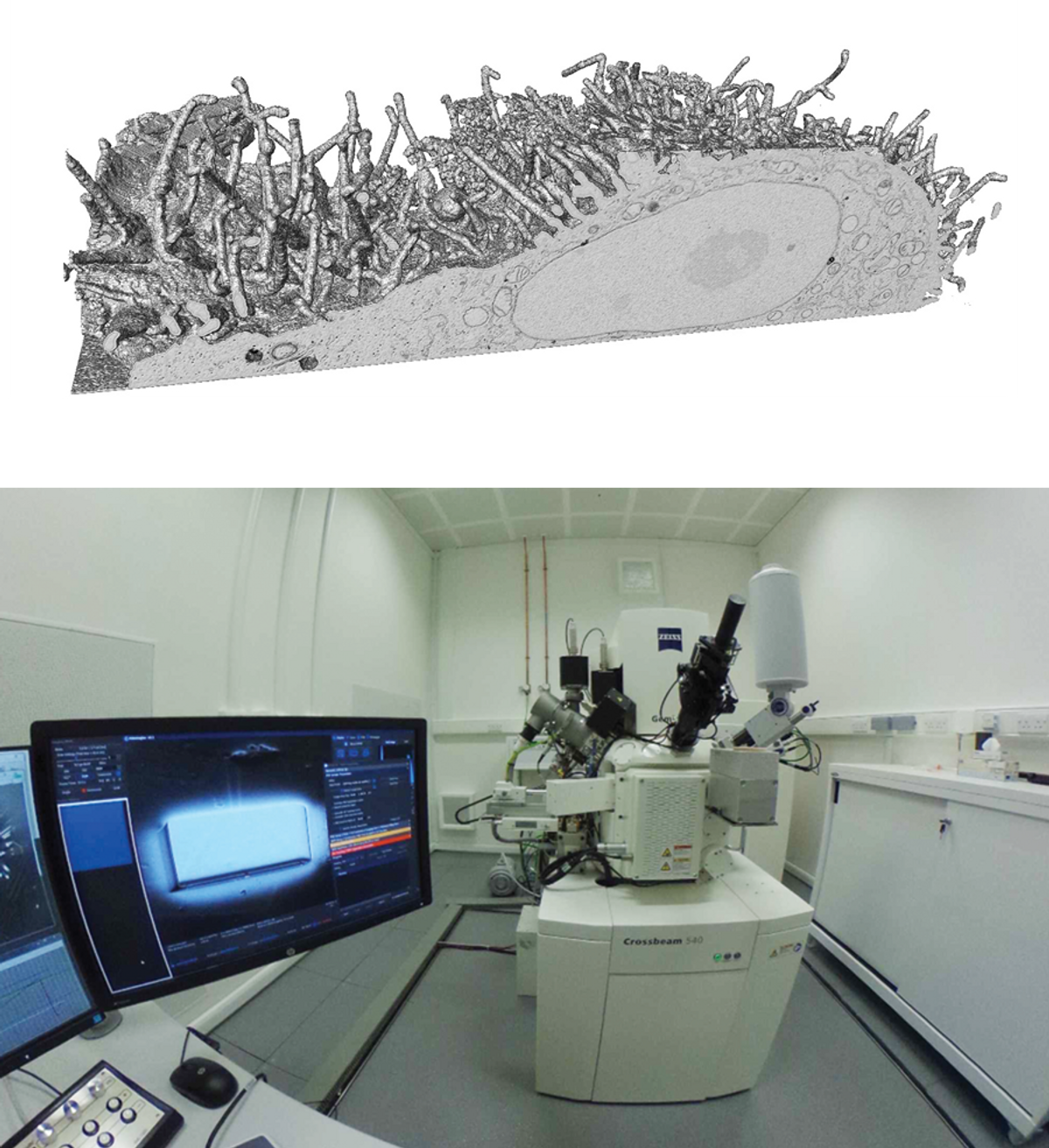 This image shows a 3D rendering of a HeLa cell (top), which scientists imaged using a FIB-SEM microscope (bottom).