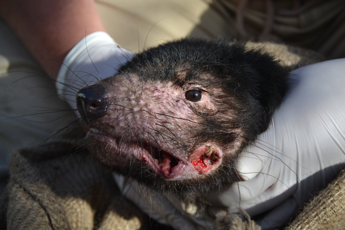 Tasmanian devil with facial tumor