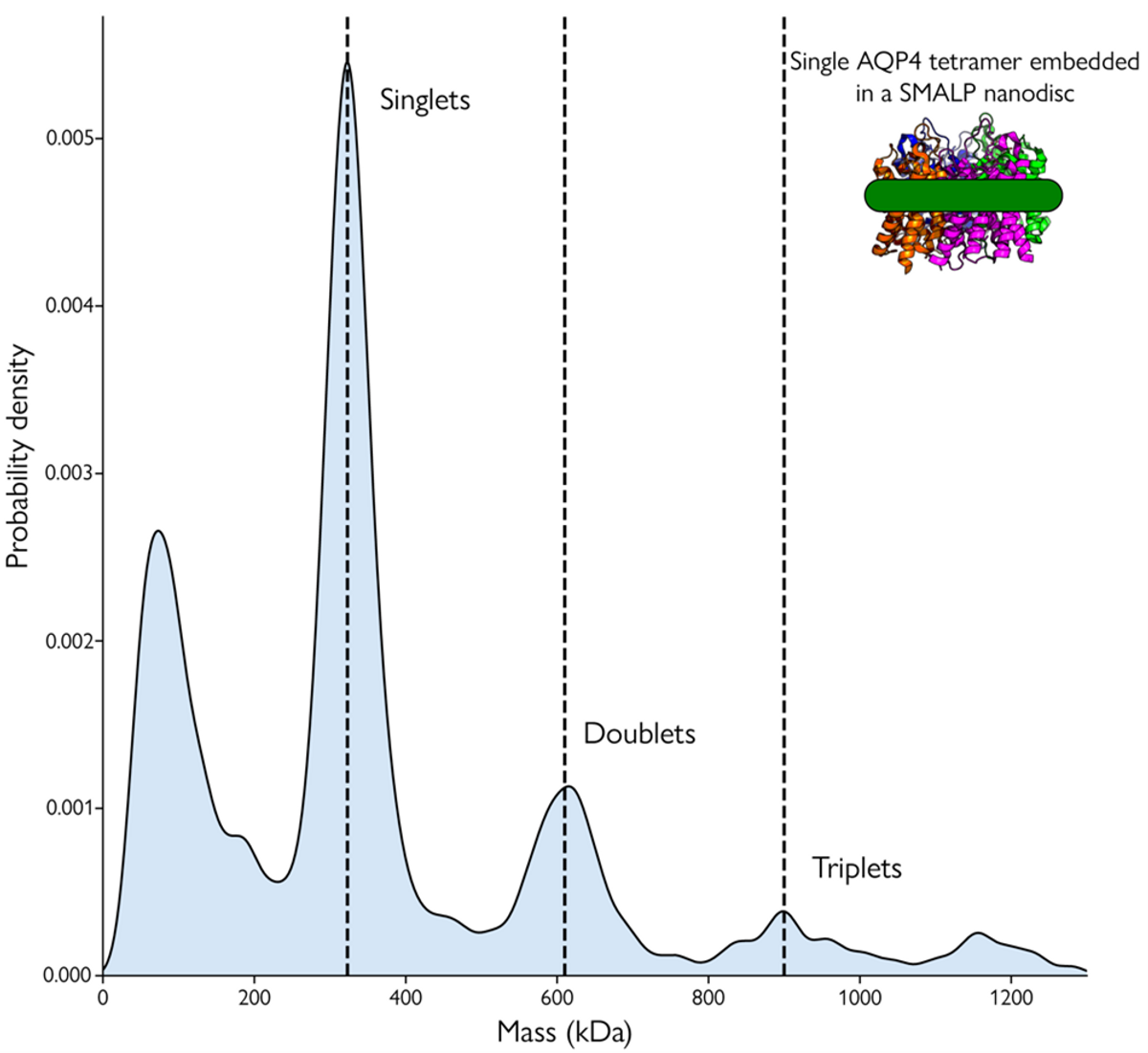Mass photometry is compatible with membrane mimetics: Mass photometry measurement of ion channel aquaporin 4 (AQP4) sample solubilized using SMALPs. The mass peaks correspond to SMALPs carrying one (singlets), two (doublets), and three (triplets) AQP4 tetramers.