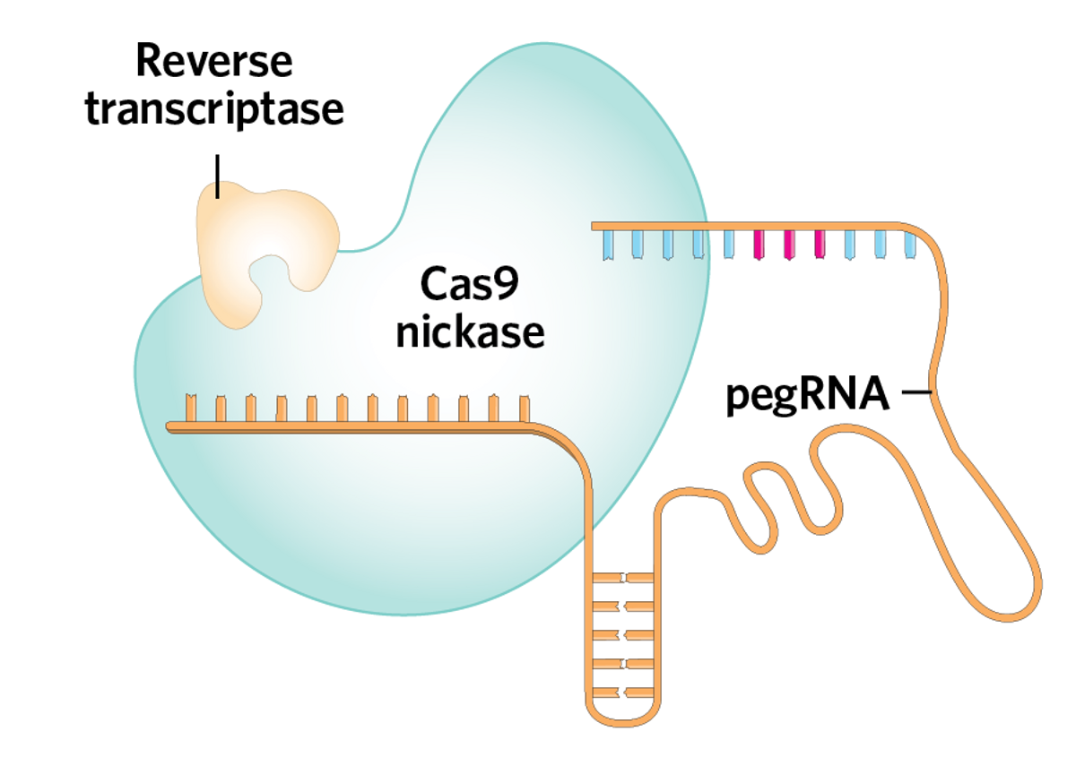 The prime editing machinery comprises a prime editing guide RNA (pegRNA) and a Cas9 nickase enzyme fused to a reverse transcriptase.