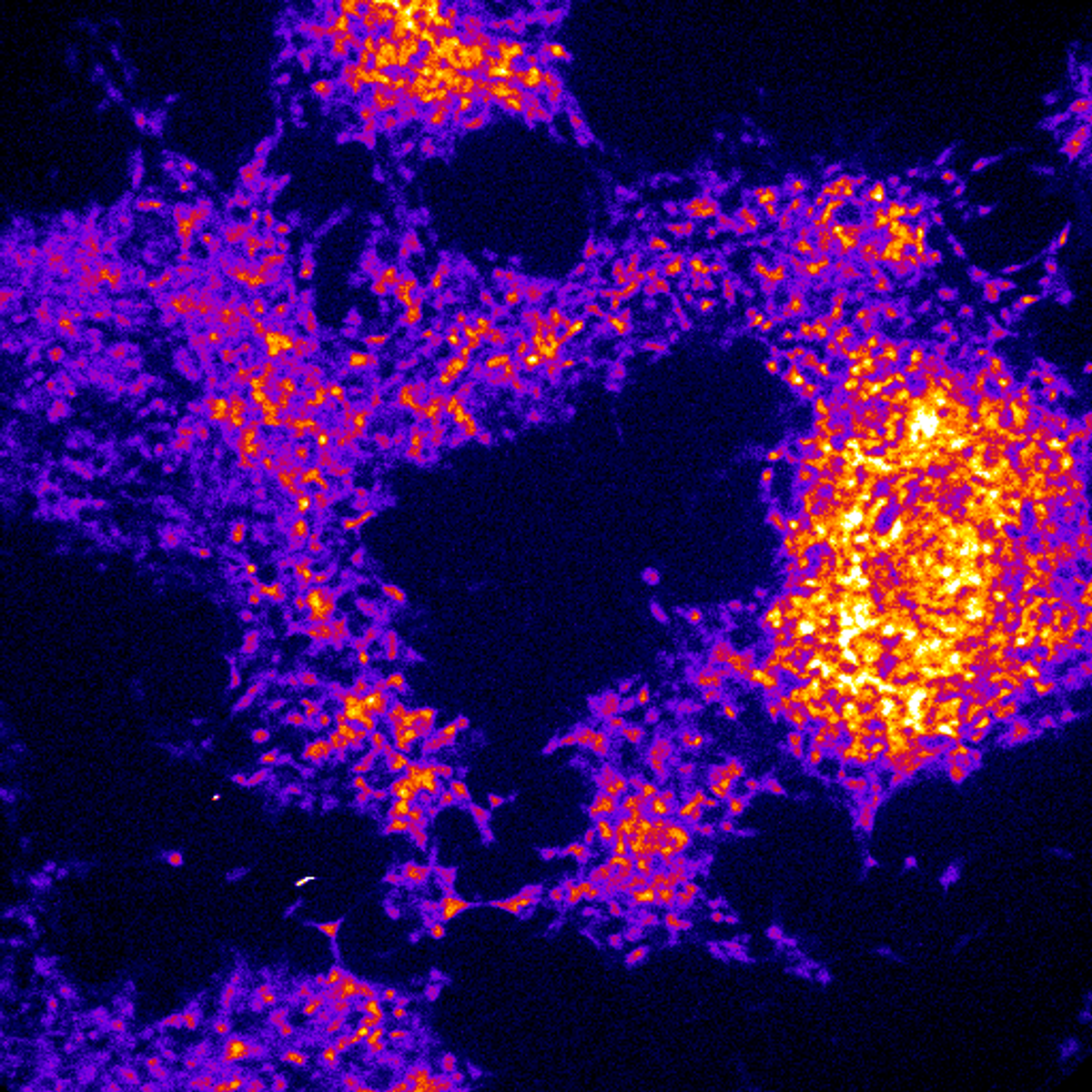 This is an image of a bioluminescent from gene expression reporter in stem cells from a rhinoceros.
