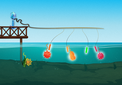 Illustration showing how this new novel nanotechnology simultaneously &lsquo;fishes&rsquo; for multiple viruses or viral variants using different DNA nanobait that are designed to target specific viral sequences.