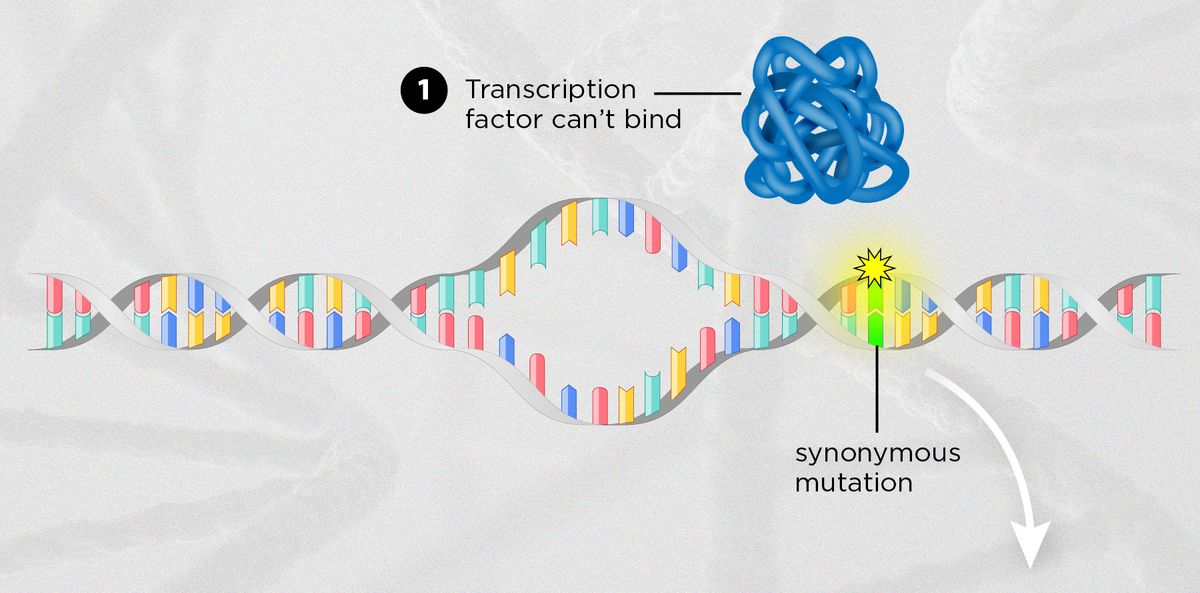 Transcription infographic