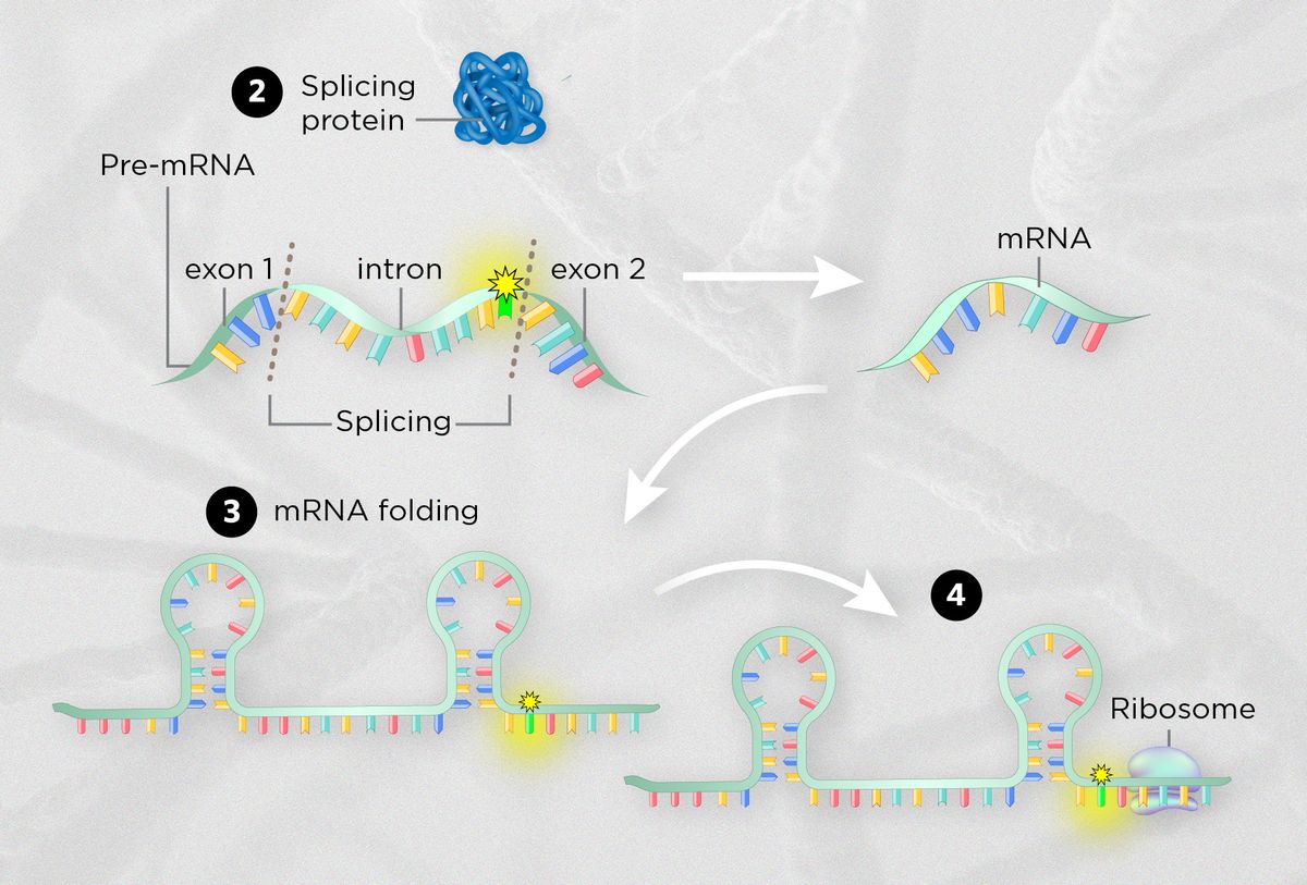 Synonymous mutations infographic