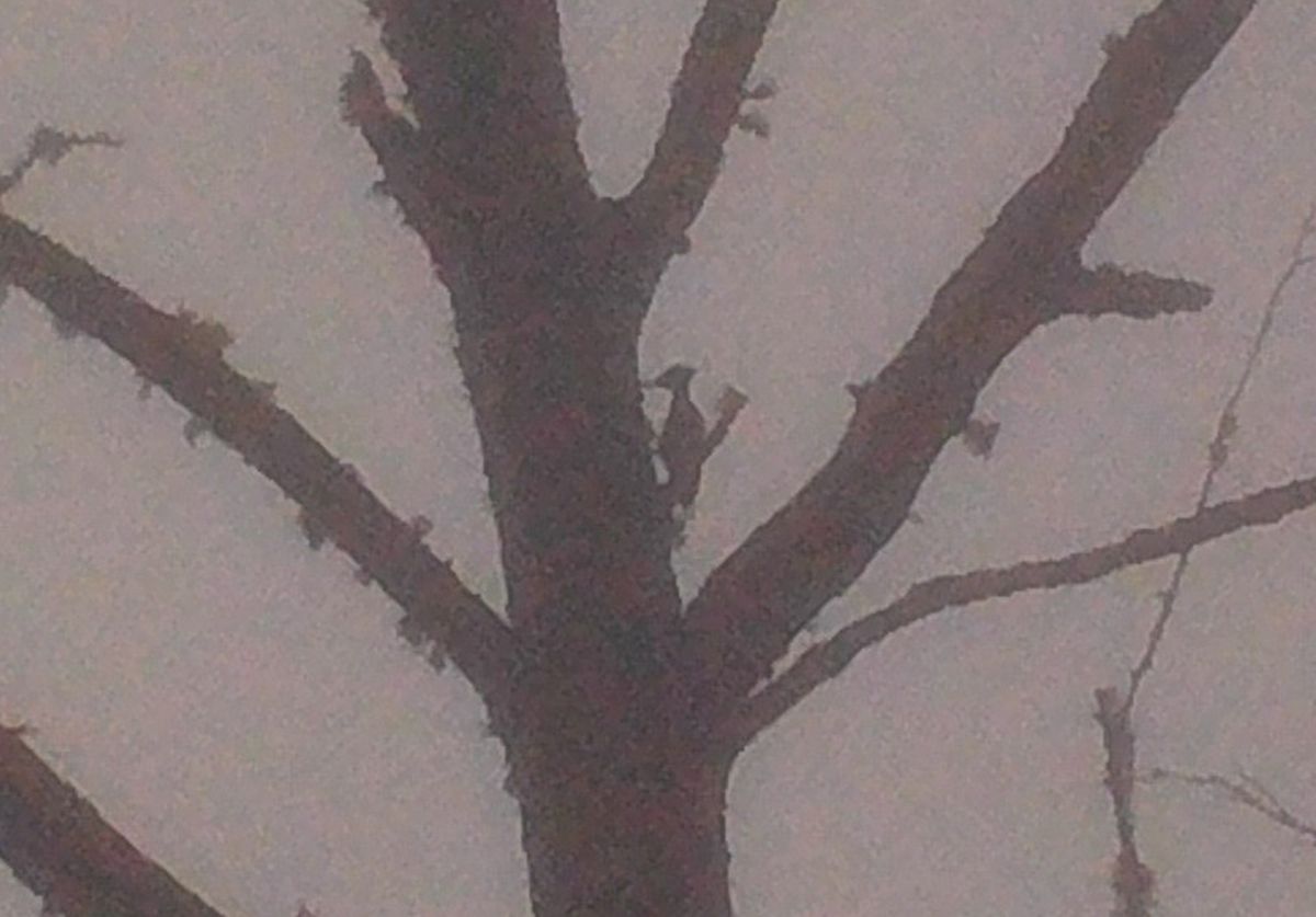 The outline of a bird at the center of this photo, taken in Louisiana in 2021, is one of the pieces of evidence for the existence of the ivory-billed woodpecked cited in a preprint coauthored by ornithologist Mark Michaels.