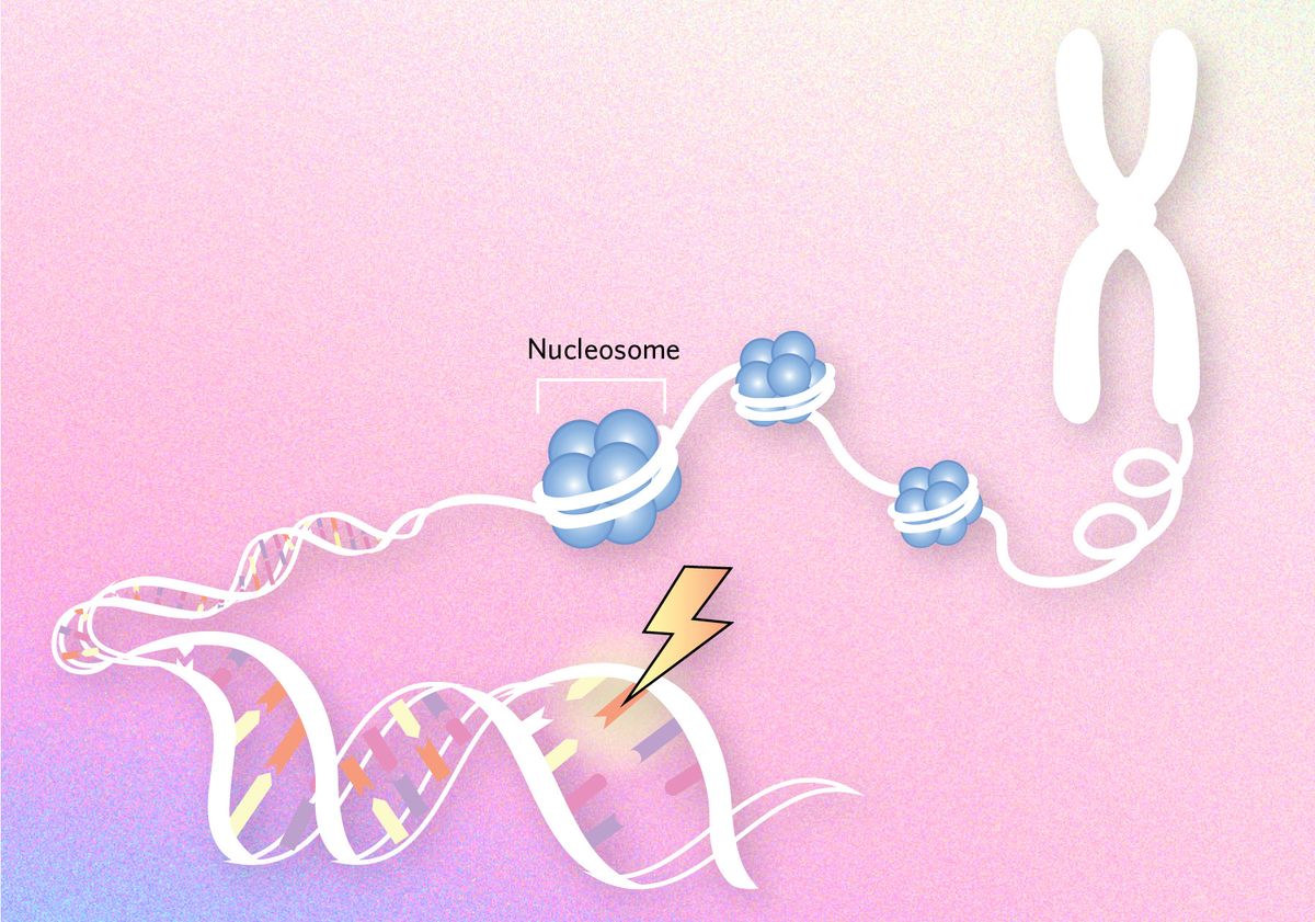 Epigenetics and the genome infographic, the shaping mutation patterns graphic<br><br>