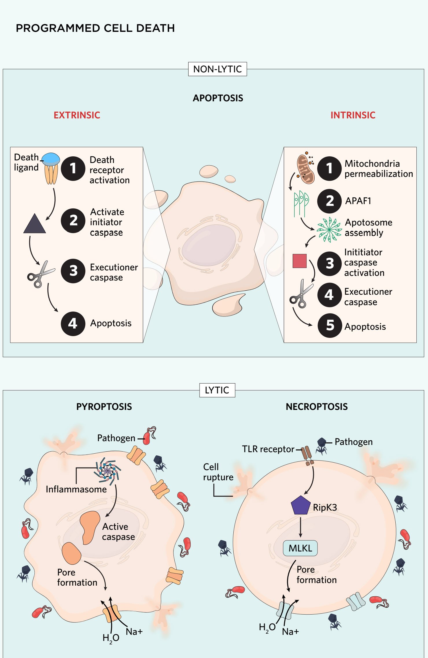 Flow chart illustrating how 3D printing and decellularized tissues are used to make scaffolds for artificial organs.