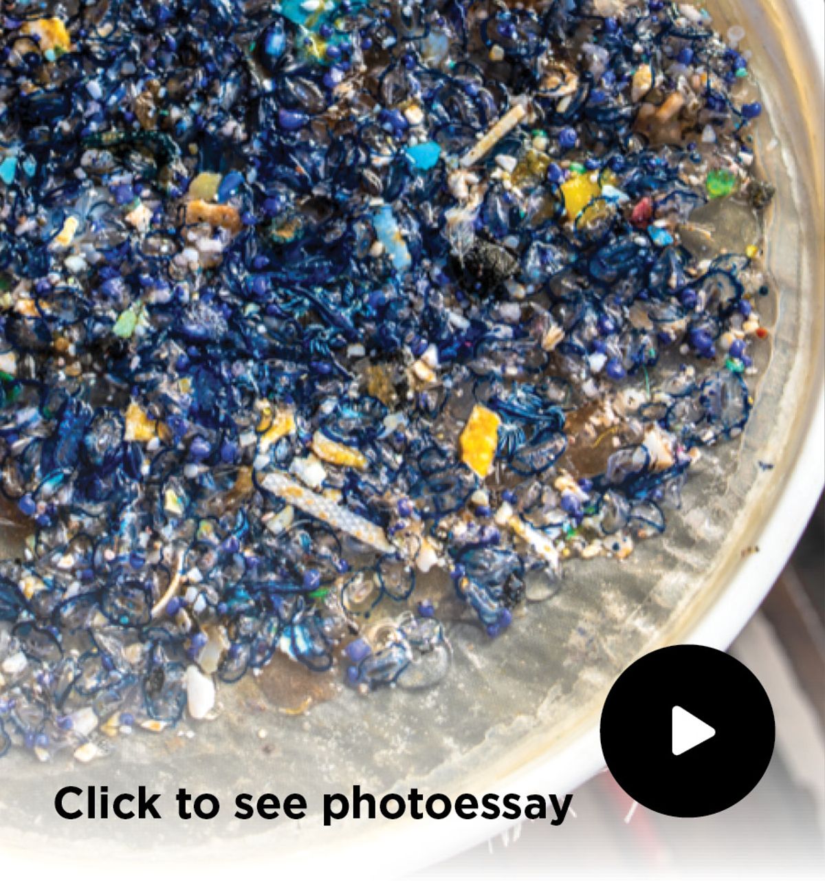 Sampling of different neuston species alongside recovered plastic