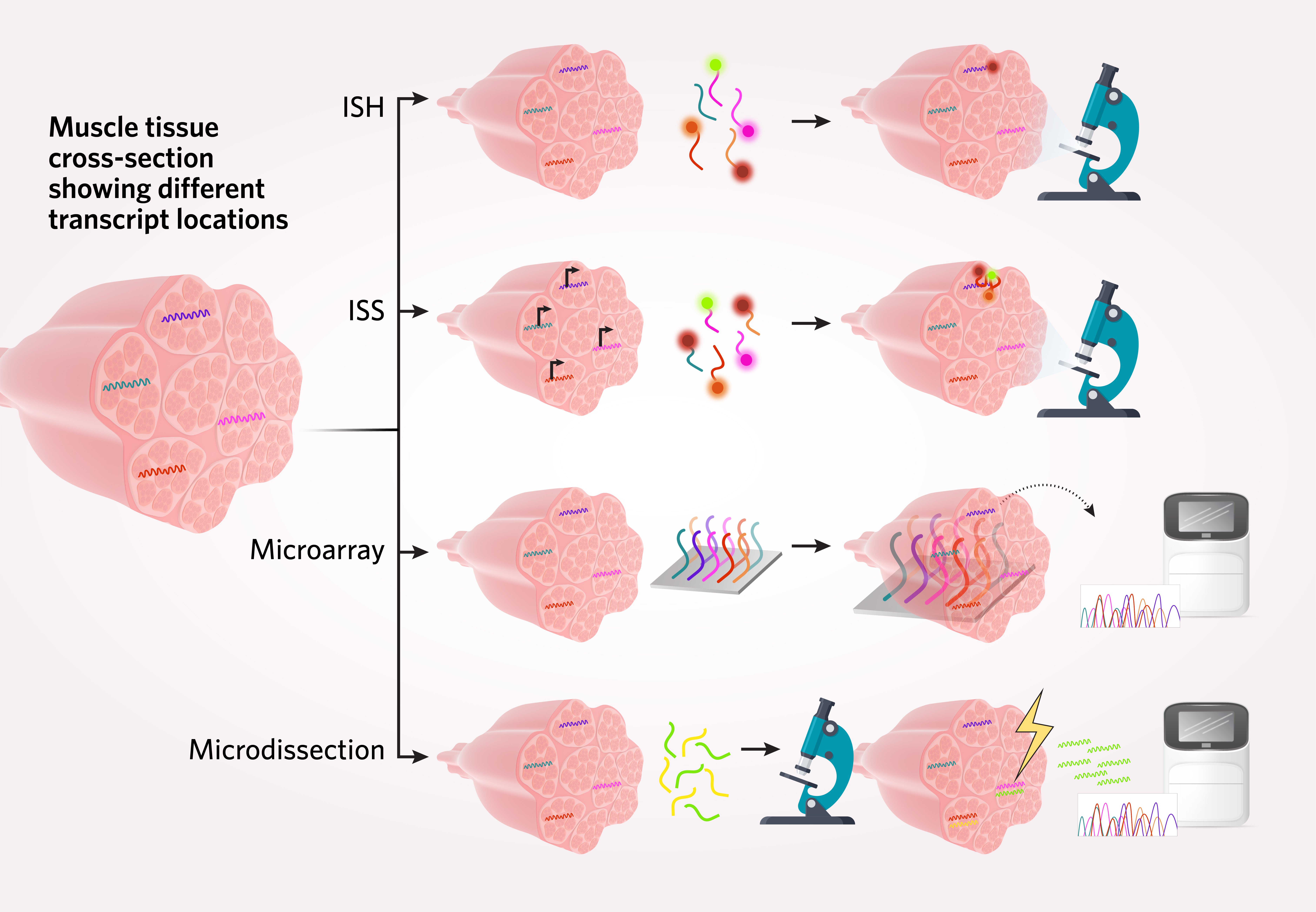 Visual representation of four spatial transcriptomics techniques (from top to bottom, in situ hybridization (ISH); in situ sequencing (ISS); barcode arrays paired with NGS; and microdissection).