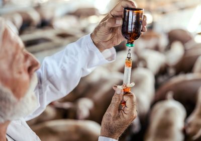 Vet giving vaccines to pigs