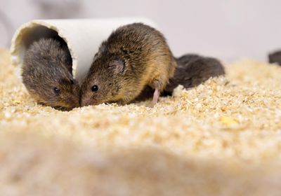 The image shows two adult prairie voles. The voles have a brown coat and are touching each other&rsquo;s snouts.