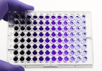 A 96-well microplate containing serial dilutions of stained samples.