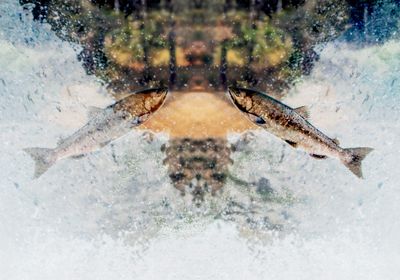 A California Chinook Salmon Jumps into a waterfall during spawning season