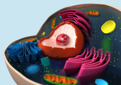 The structure of a biological cell (macro)