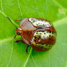 Tortoise leaf beetle on a green leaf 