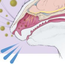 Illustration showing how a mouse study identifies the brain regions and specific signaling factors that regulate the sneeze response.