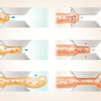 illustration of how slow-growing and fast-growing fungi grow through a narrow channel