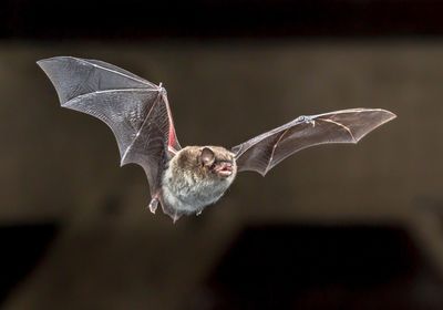 A brown and gray Daubenton&rsquo;s bat in midair, flying in the general direction of the camera with wings outstretched and mouth open.