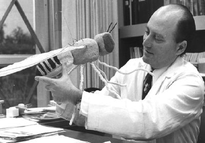 A man sitting at a desk in a white lab coat holds up a large model of a <em >Drosophila</em> fly. In the background is a window and a bookcase.