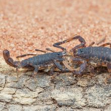 An intact scorpion claw-in-claw with an autotomized one