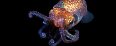 Hawaiian Bobtail squid