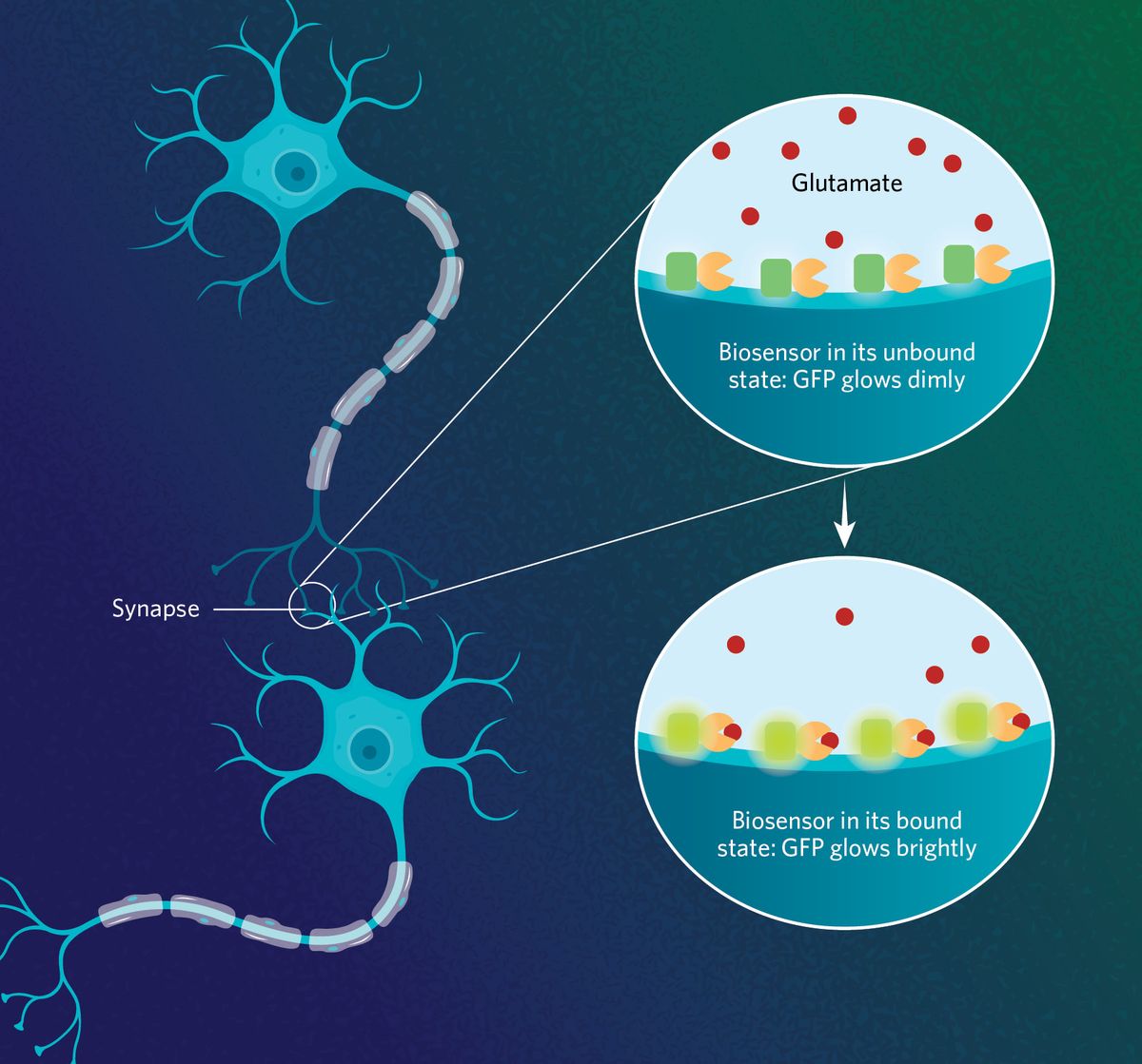 Illustration showing how iGluSnFR3, tracks glutamate release at the synapse level. Upon binding to glutamate, the reporter changes its conformation, intensifying the signal of its fluorescent protein.