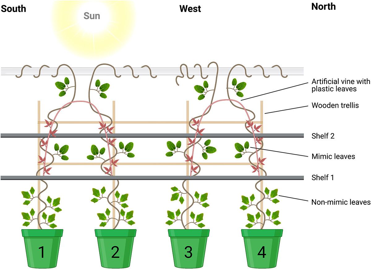 A diagram of the experimental setup by White for testing plant vision