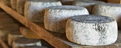 Cheese wheels with moldy rinds on a wooden plank