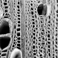 A transverse section of stem wood from the researchers&rsquo; greenhouse-grown poplar tree.