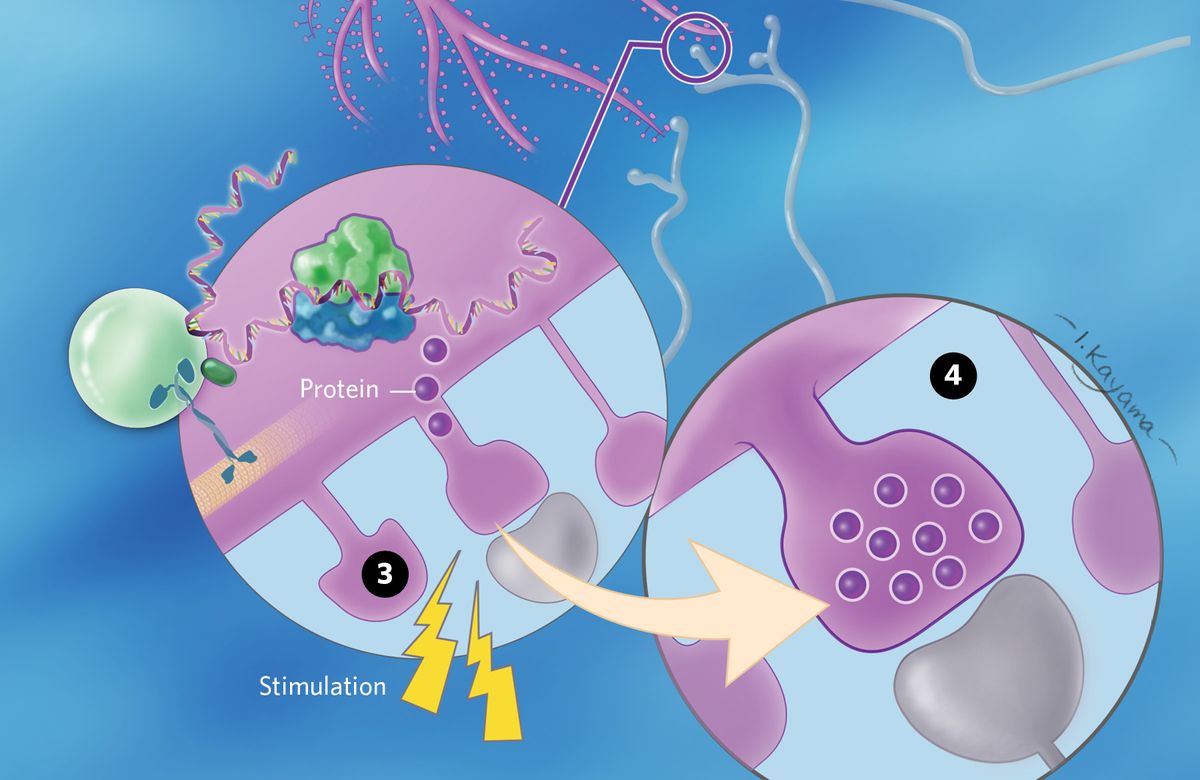 Infographic showing the localization of mRNA from the neuronal cell body to distant spines.